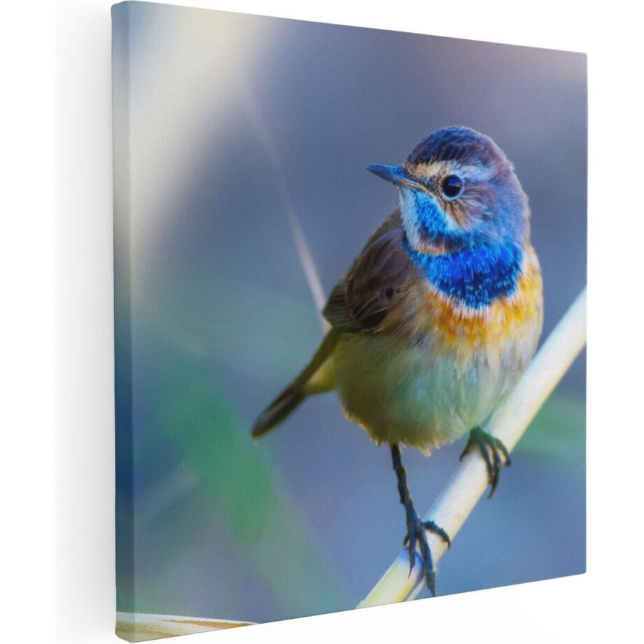 Artaza Canvas Schilderij Kleurrijke Blauwborst Vogel Op Een Tak - 80x80 - Groot - Foto Op Canvas - Canvas Print Artaza Canvas Schilderij Kleurrijke Blauwborst Vogel Op Een Tak - 80x80 - Groot - Foto Op Canvas - Canvas Print afbeelding 1