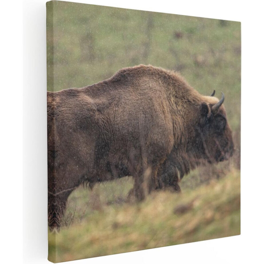 Artaza Canvas Schilderij Bizon in het Gras - 30x30 - Klein - Foto Op Canvas - Canvas Print afbeelding 1