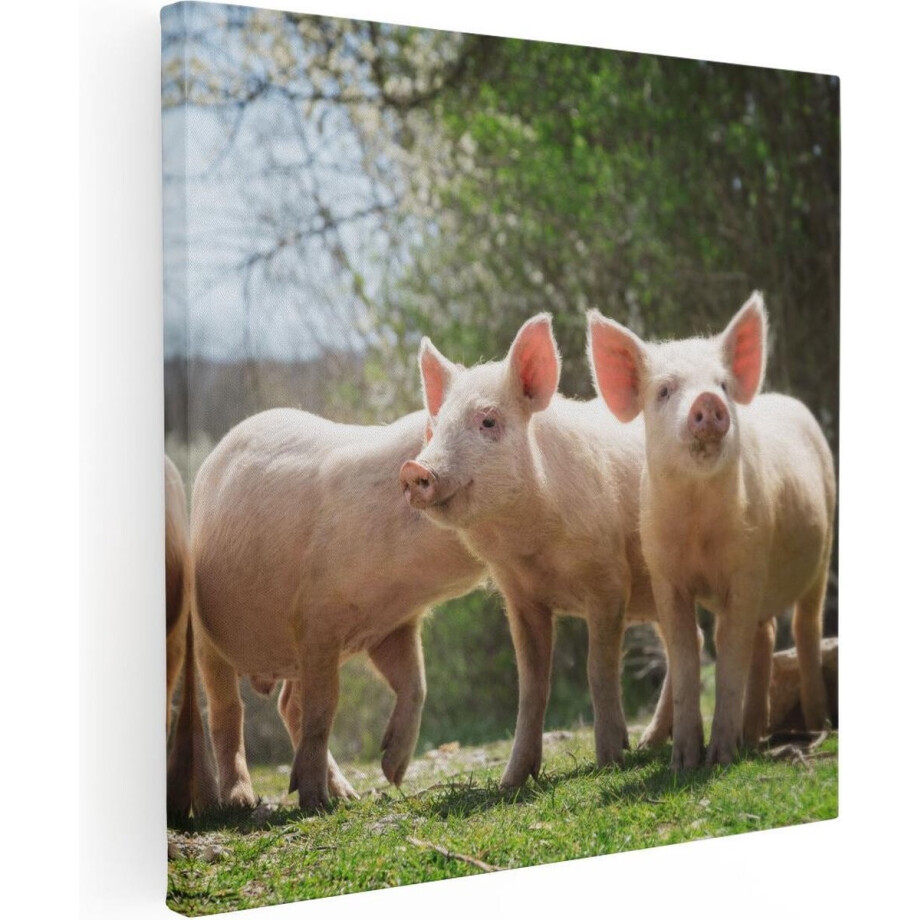 Artaza Canvas Schilderij Groep Jonge Varkens - 80x80 - Groot - Foto Op Canvas - Canvas Print afbeelding 1