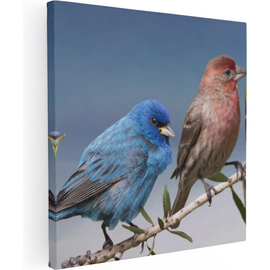Artaza Canvas Schilderij Kleurrijke Vogels - 40x40 cm - Klein - Wanddecoratie Natuur - Muurdecoratie Vogels Op Tak - Kamer Accessoires Artaza Canvas Schilderij Kleurrijke Vogels - 40x40 cm - Klein - Wanddecoratie Natuur - Muurdecoratie Vogels Op Tak - Kamer Accessoires afbeelding 1