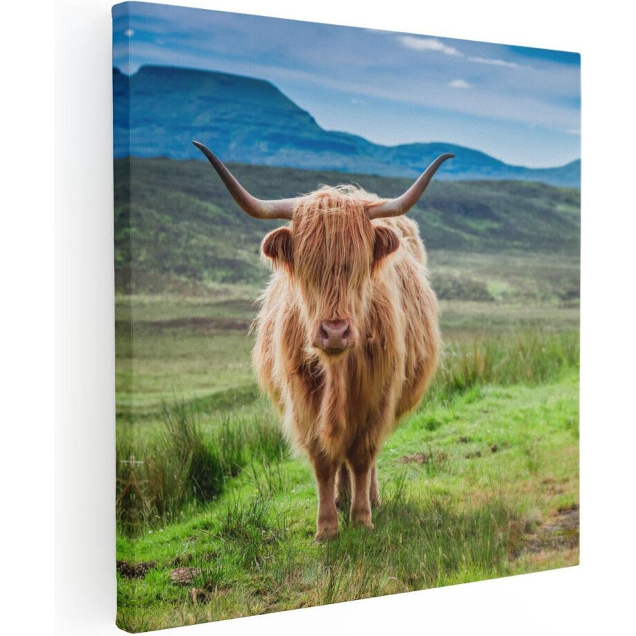 Artaza Canvas Schilderij Schotse Hooglander In De Wei - Kleur - 90x90 - Groot - Foto Op Canvas - Canvas Print afbeelding 1