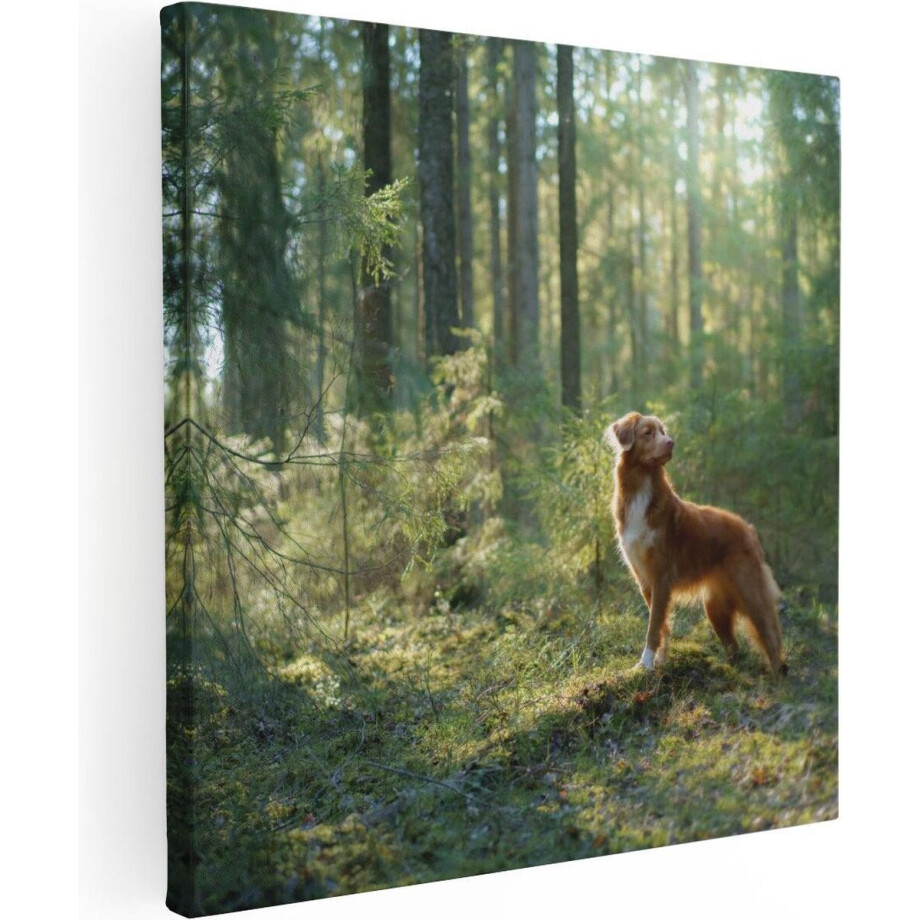 Artaza Canvas Schilderij Retriever Hond In Het Bos Met Zon - 40x40 - Klein - Foto Op Canvas - Canvas Print Artaza Canvas Schilderij Retriever Hond In Het Bos Met Zon - 40x40 - Klein - Foto Op Canvas - Canvas Print afbeelding 1
