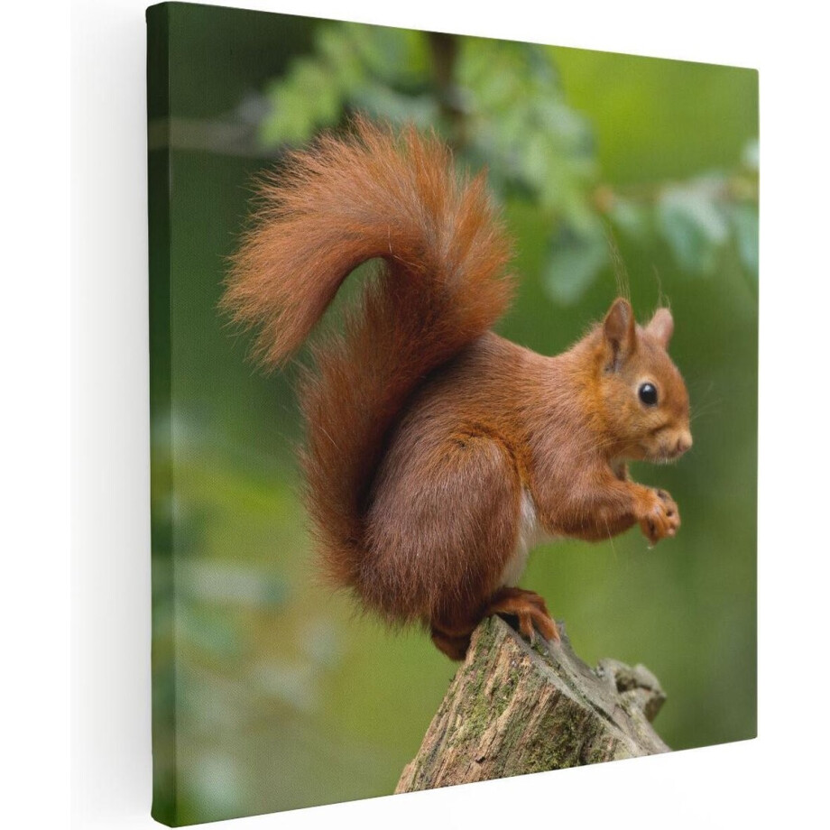 Artaza Canvas Schilderij Eekhoorn op een Boomstam in het Bos - 90x90 - Groot - Foto Op Canvas - Canvas Print afbeelding 1