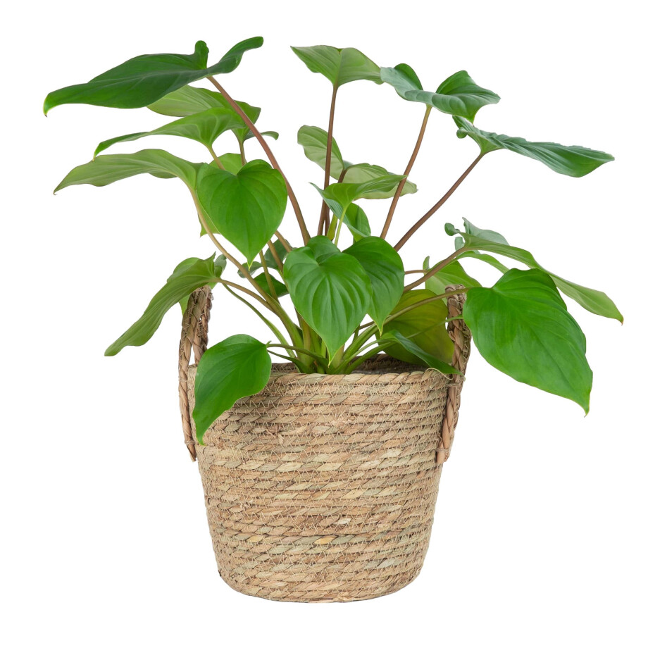QUVIO Plantenmand met handvaten - 25 x 20 cm (dxh) afbeelding 1