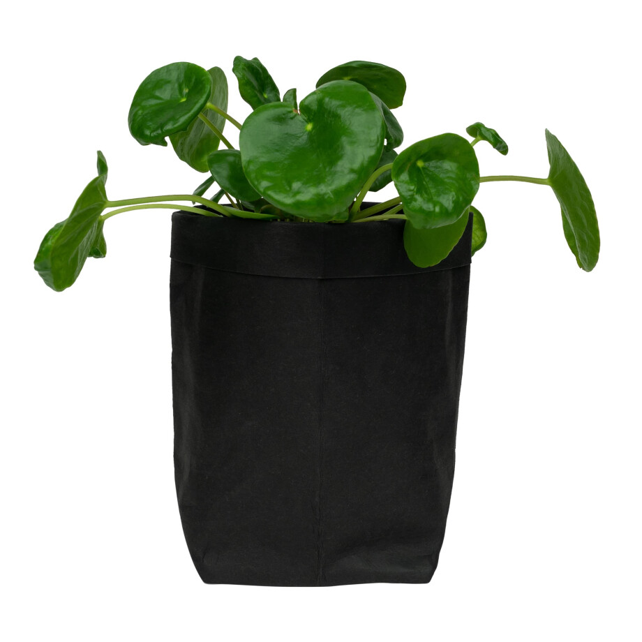 QUVIO Plantenzak - Kraftpapier - 10 x 10 x 20 cm - Zwart afbeelding 1