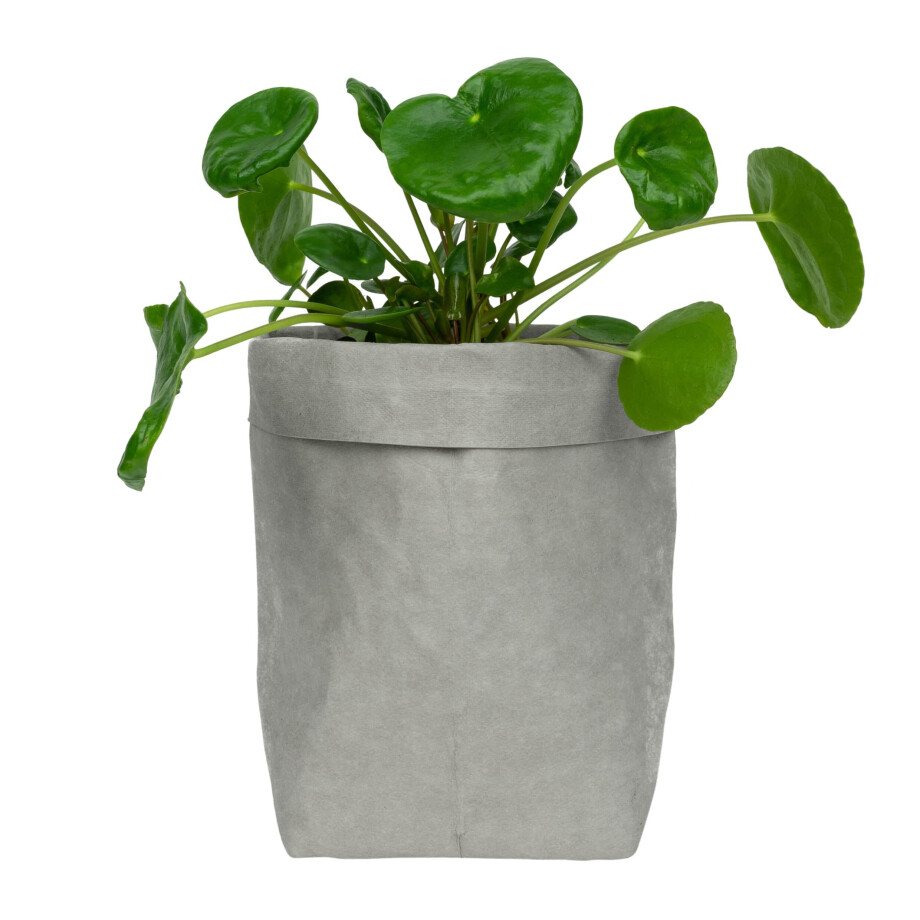 QUVIO Plantenzak - Kraftpapier - 10 x 10 x 20 cm - Grijs afbeelding 1