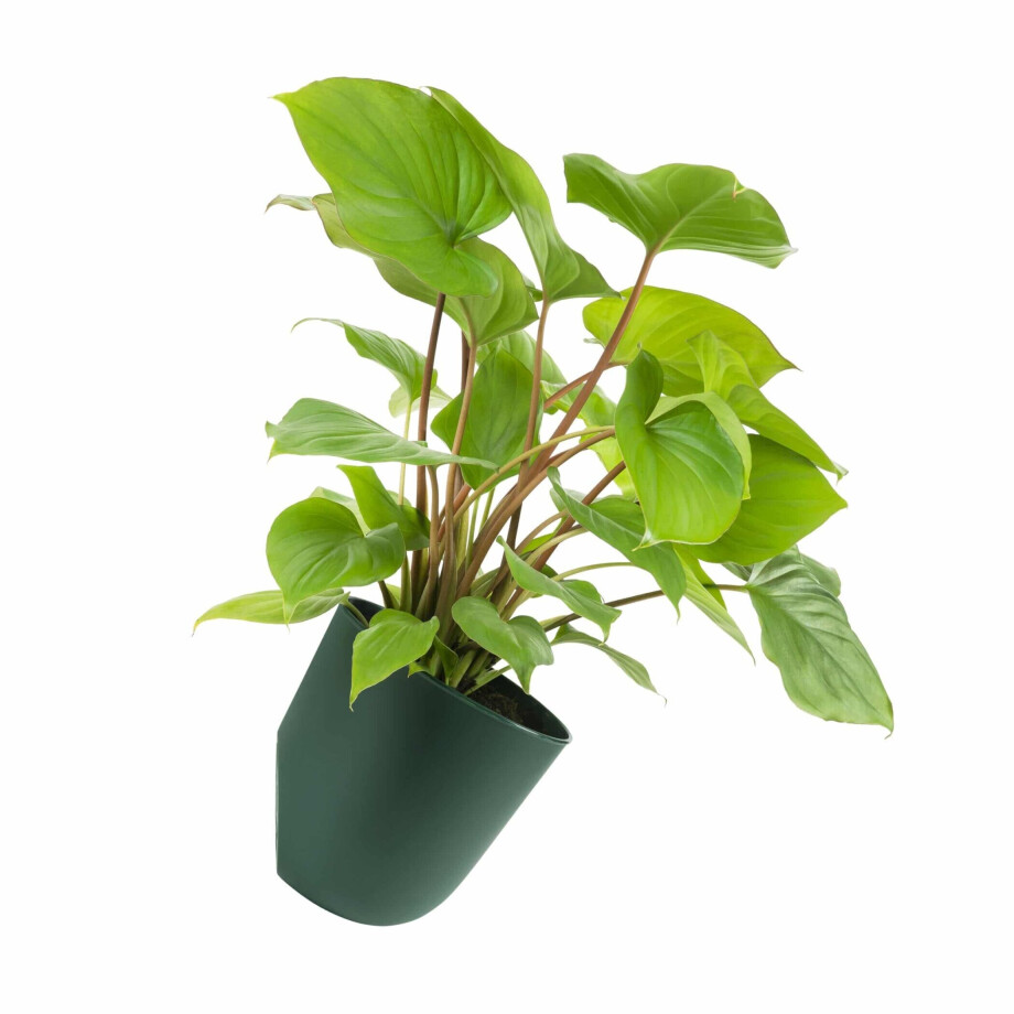 QUVIO Bloempot voor aan de wand - Diameter 15 cm - Donkergroen QUVIO Bloempot voor aan de wand - Diameter 15 cm - Donkergroen afbeelding 1
