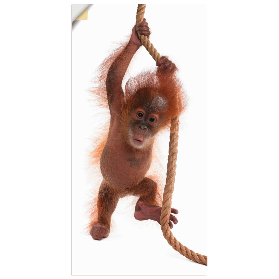 Artland Artprint Baby orang oetan hangt aan het touw I als artprint van aluminium, artprint op linnen, muursticker of poster in verschillende maten afbeelding 1