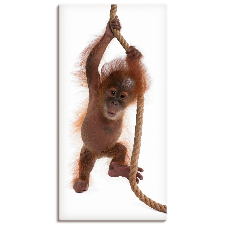 Artland Artprint Baby orang oetan hangt aan het touw I als artprint van aluminium, artprint op linnen, muursticker of poster in verschillende maten afbeelding 1