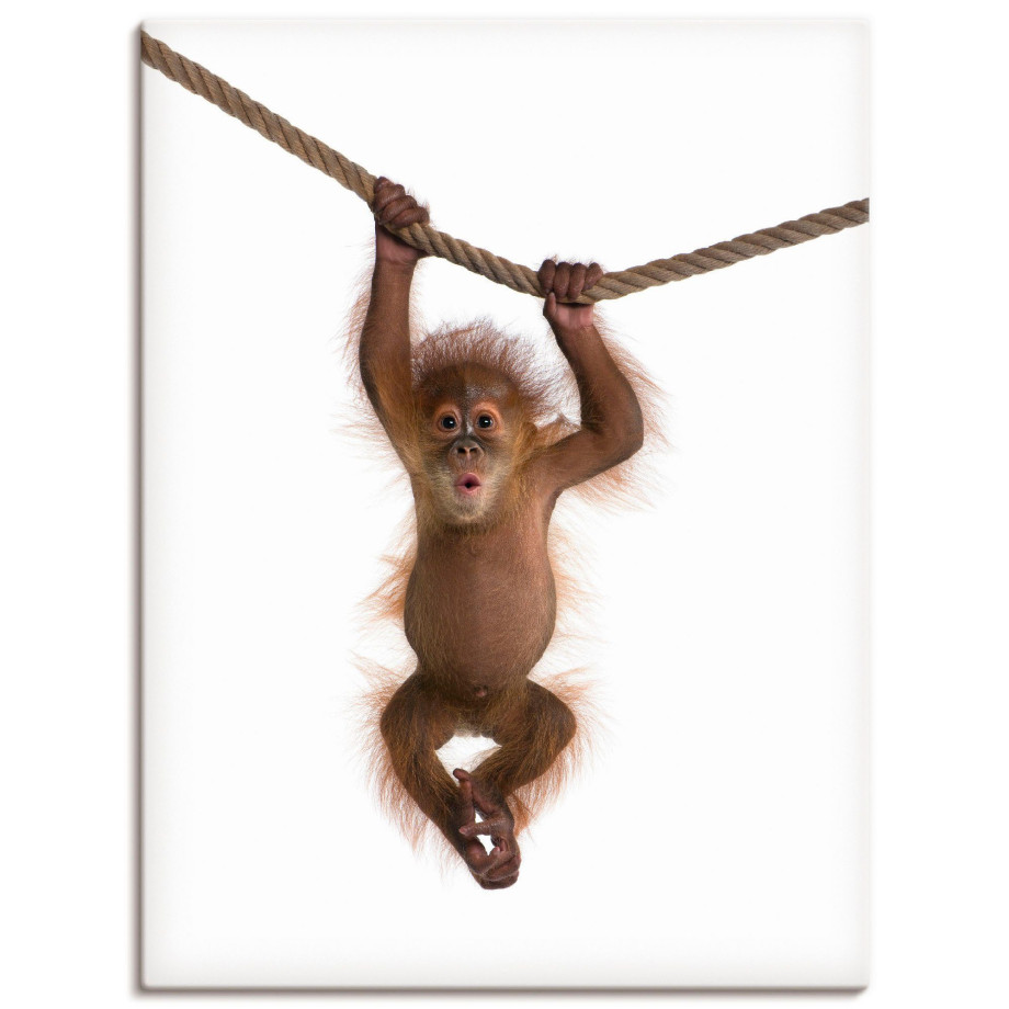 Artland Artprint Baby orang oetan hangt aan het touw II als artprint van aluminium, artprint voor buiten, artprint op linnen, poster, muursticker afbeelding 1