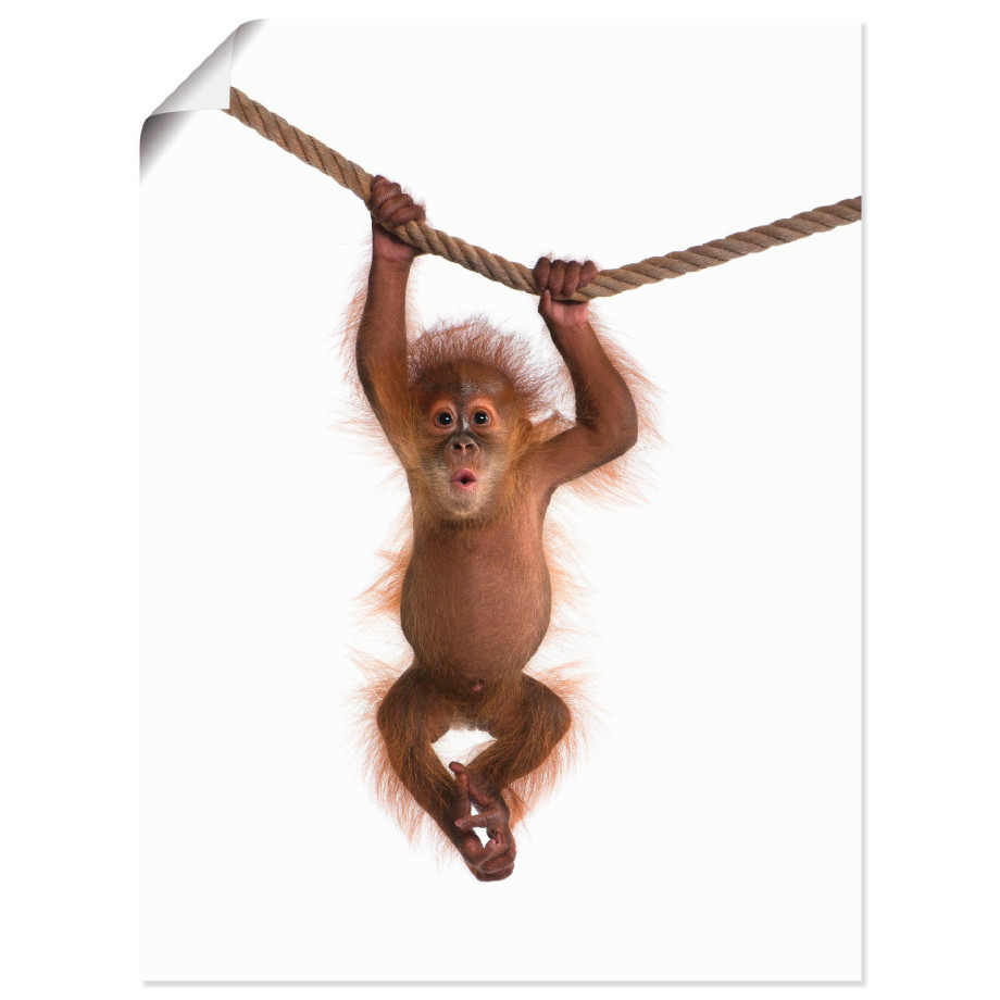 Artland Artprint Baby orang oetan hangt aan het touw II als artprint van aluminium, artprint voor buiten, artprint op linnen, poster, muursticker afbeelding 1