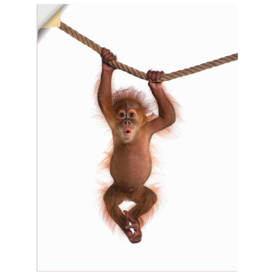Artland Artprint Baby orang oetan hangt aan het touw II als artprint van aluminium, artprint voor buiten, artprint op linnen, poster, muursticker afbeelding 1