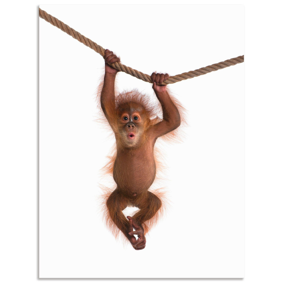 Artland Artprint Baby orang oetan hangt aan het touw II als artprint van aluminium, artprint voor buiten, artprint op linnen, poster, muursticker afbeelding 1