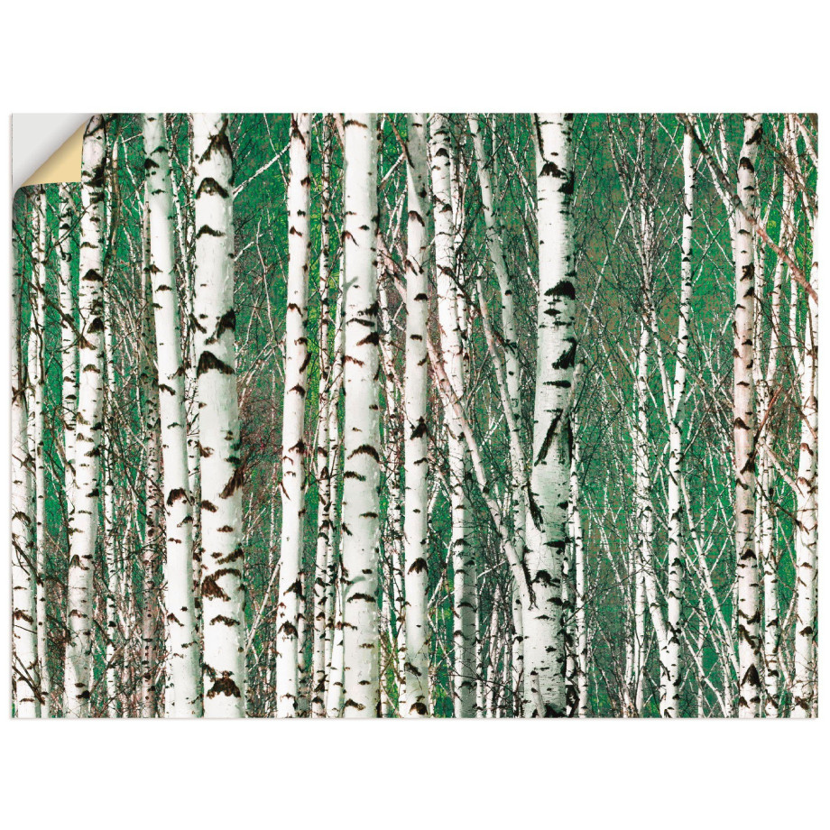 Artland Artprint Berkenbos - bomen als artprint op linnen, muursticker in verschillende maten afbeelding 1