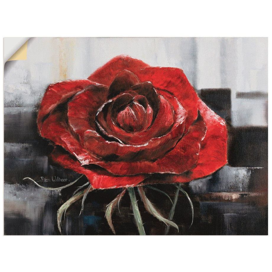 Artland Artprint Bloeiende rode roos als artprint op linnen, poster, muursticker in verschillende maten afbeelding 1