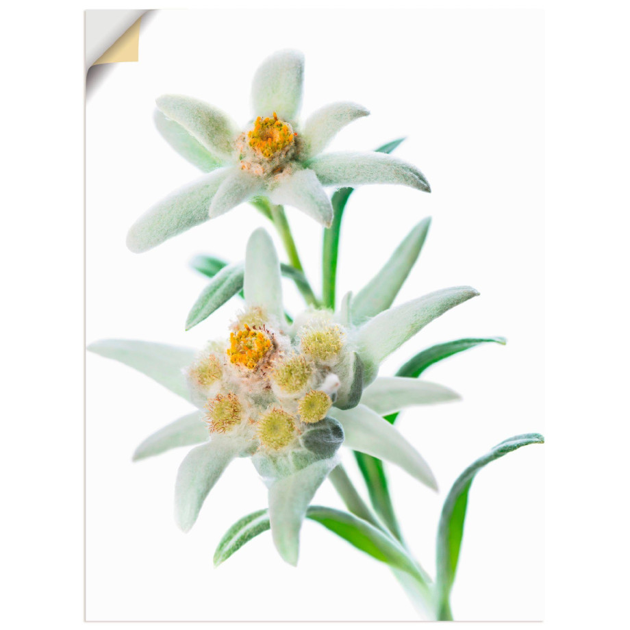 Artland Artprint Edelweiss als poster, muursticker in verschillende maten afbeelding 1