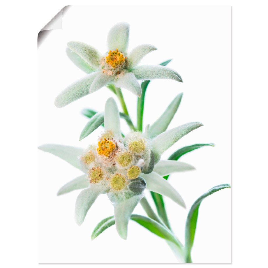 Artland Artprint Edelweiss als poster, muursticker in verschillende maten afbeelding 1