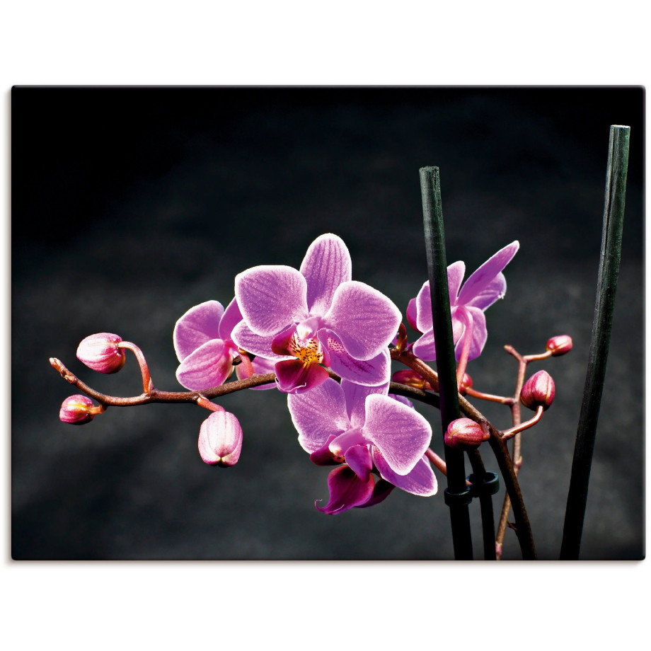 Artland Artprint Een orchidee voor een zwarte achtergrond als artprint op linnen, poster, muursticker in verschillende maten afbeelding 1