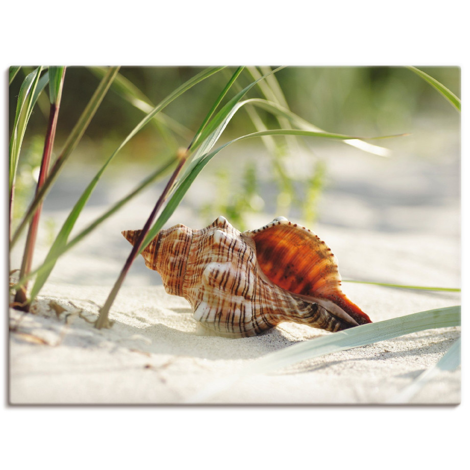 Artland Artprint Grote schelp op het strand als artprint op linnen, poster, muursticker in verschillende maten afbeelding 1