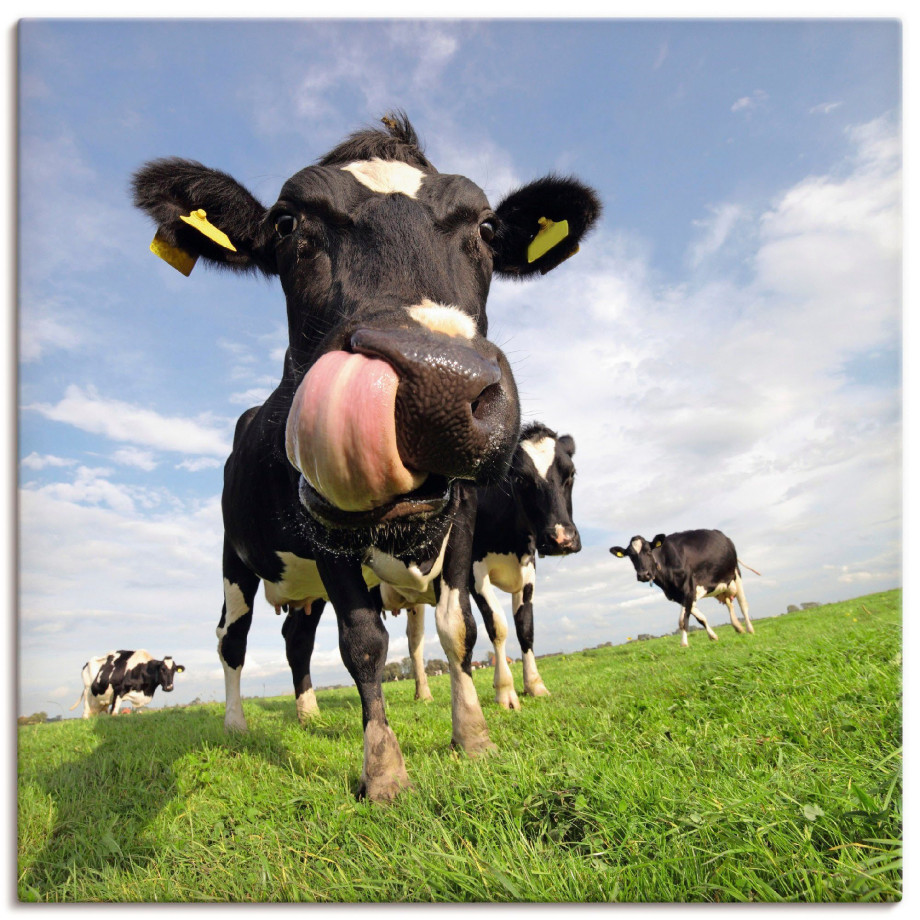 Artland Artprint Holstein-koe met enorme tong als artprint van aluminium, artprint voor buiten, artprint op linnen, poster, muursticker afbeelding 1