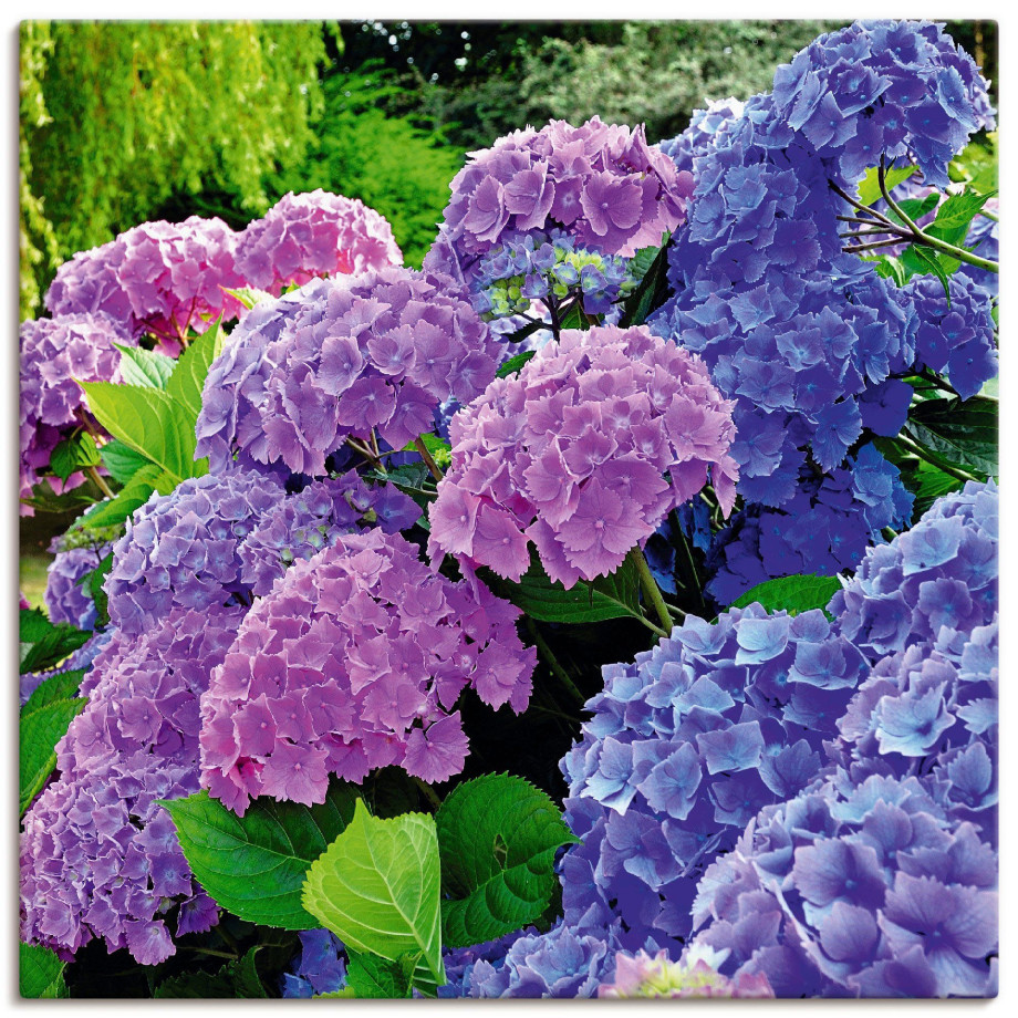 Artland Artprint Hortensia's in de tuin als artprint van aluminium, artprint voor buiten, artprint op linnen, poster, muursticker afbeelding 1