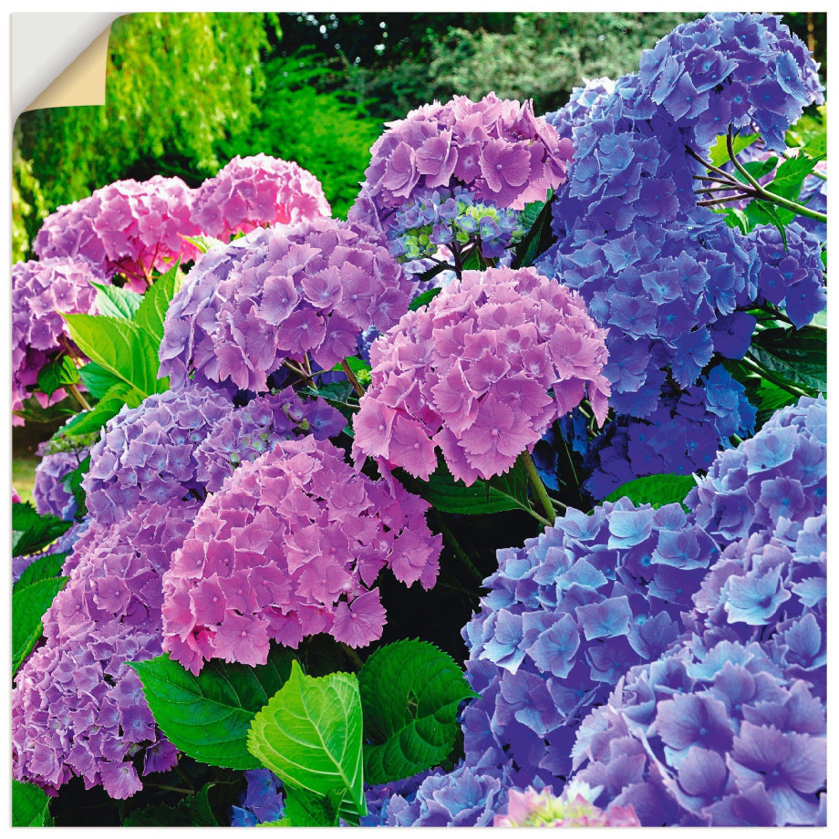 Artland Artprint Hortensia's in de tuin als artprint van aluminium, artprint voor buiten, artprint op linnen, poster, muursticker afbeelding 1