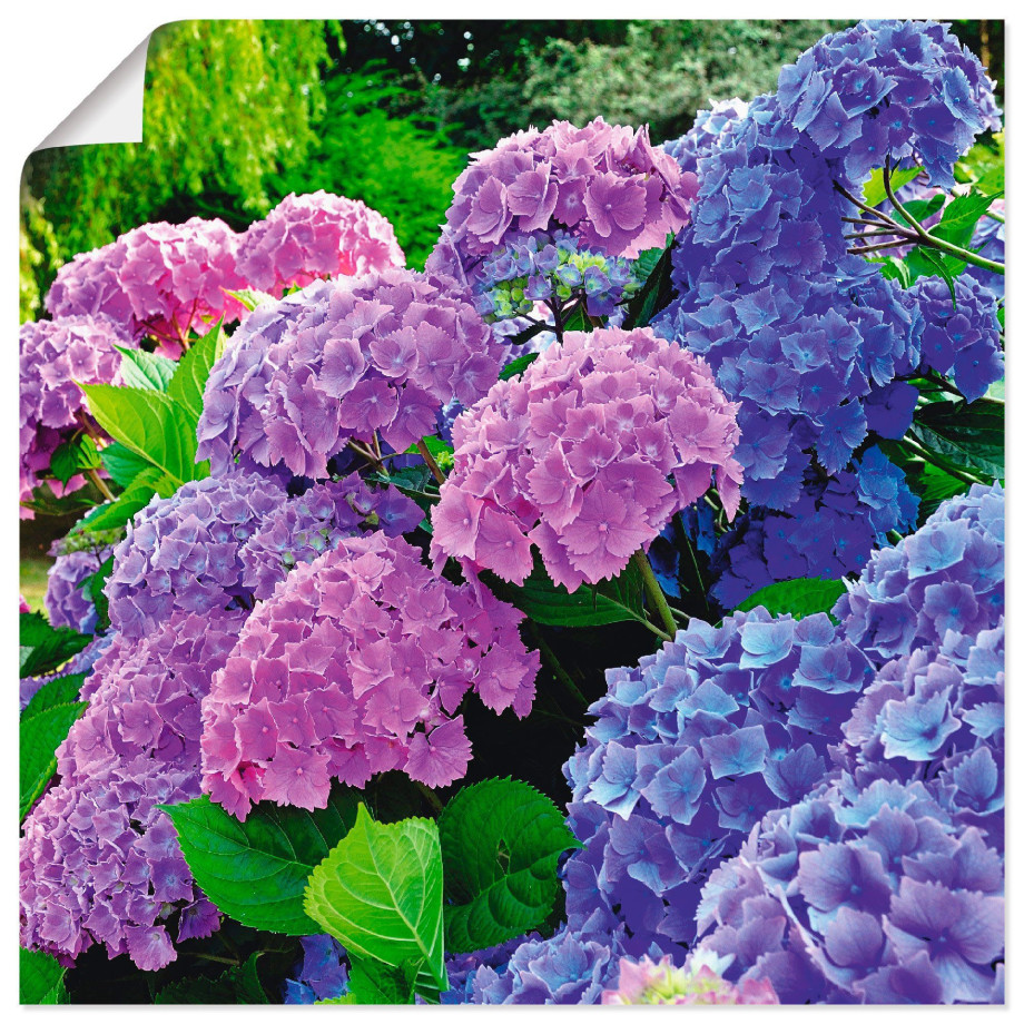 Artland Artprint Hortensia's in de tuin als artprint van aluminium, artprint voor buiten, artprint op linnen, poster, muursticker afbeelding 1