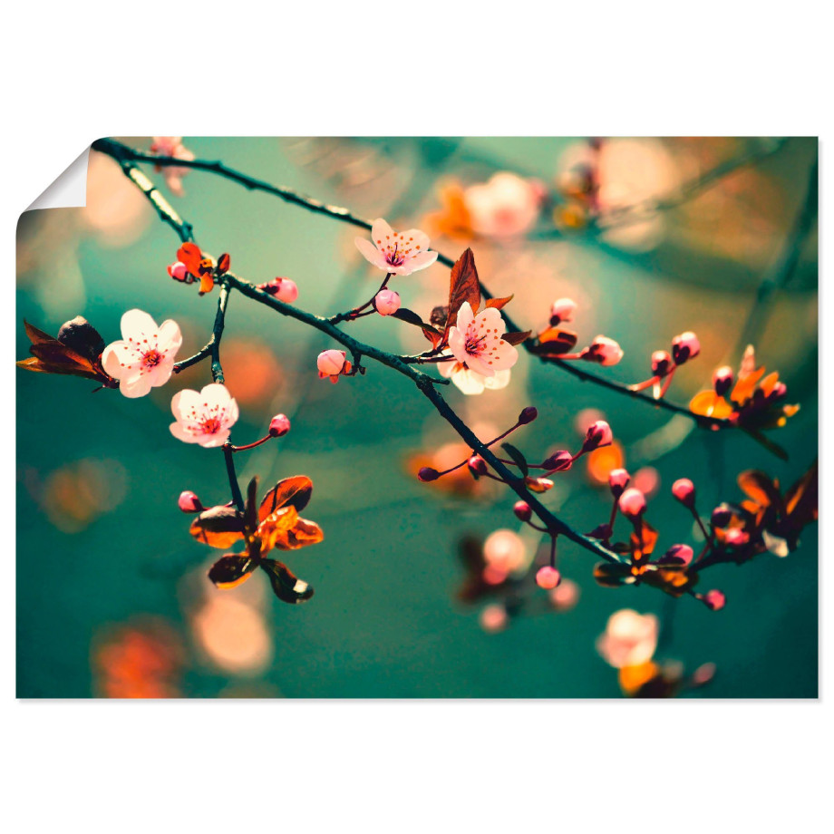 Artland Artprint Japanse kers Sakura bloemen als artprint op linnen, poster in verschillende formaten maten afbeelding 1