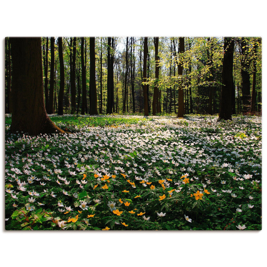 Artland Artprint Lentebos bedekt met anemonen als artprint op linnen, poster in verschillende formaten maten afbeelding 1