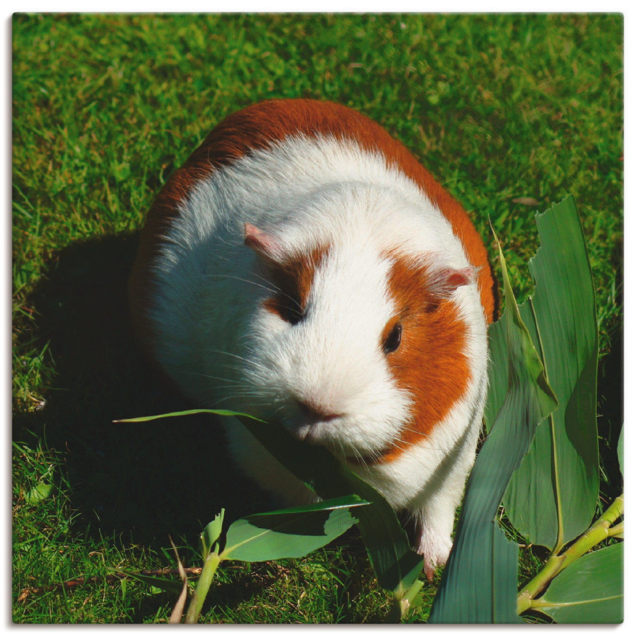 Artland Artprint Oranje witte cavia als artprint van aluminium, artprint voor buiten, artprint op linnen in verschillende maten afbeelding 1