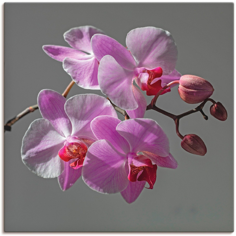 Artland Artprint Orchideeën Droom als artprint op linnen, muursticker in verschillende maten afbeelding 1