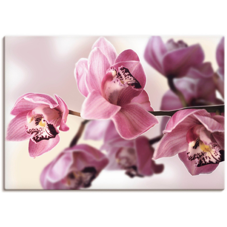 Artland Artprint Roze orchidee als artprint van aluminium, artprint voor buiten, artprint op linnen, poster, muursticker afbeelding 1