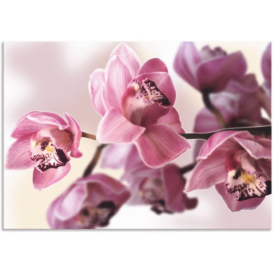 Artland Artprint Roze orchidee als artprint van aluminium, artprint voor buiten, artprint op linnen, poster, muursticker afbeelding 1