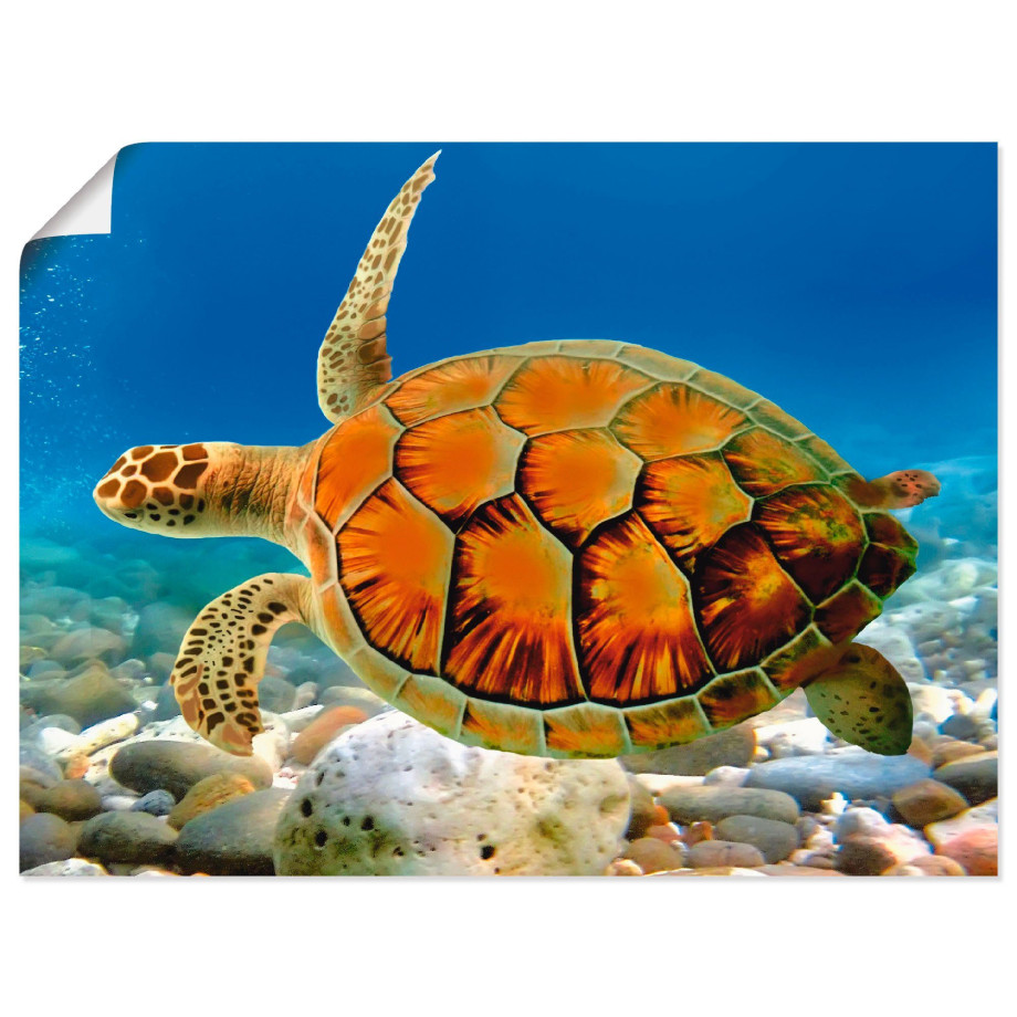 Artland Artprint Schildpad als artprint op linnen, poster, muursticker in verschillende maten afbeelding 1