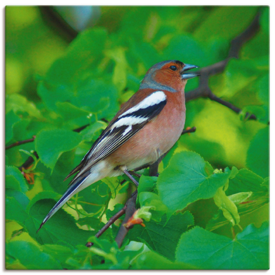 Artland Artprint Vink lied als artprint op linnen, poster in verschillende formaten maten afbeelding 1