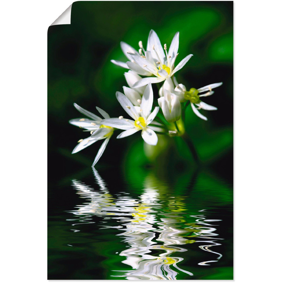 Artland Artprint Wildeknoflookbloemen met waterspiegeling als artprint op linnen, poster in verschillende formaten maten afbeelding 1