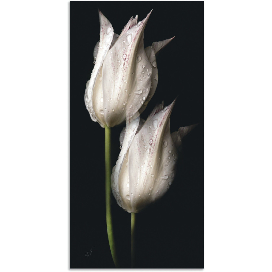 Artland Artprint Witte tulpen in de nacht als artprint van aluminium, artprint voor buiten, artprint op linnen, poster, muursticker afbeelding 1