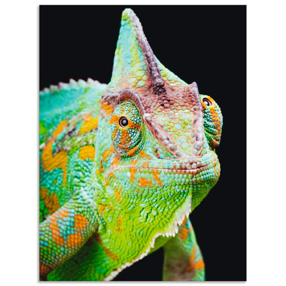 Artland Artprint Yemen kameleon als artprint van aluminium, artprint voor buiten, poster, muursticker in diverse maten formaten afbeelding 1