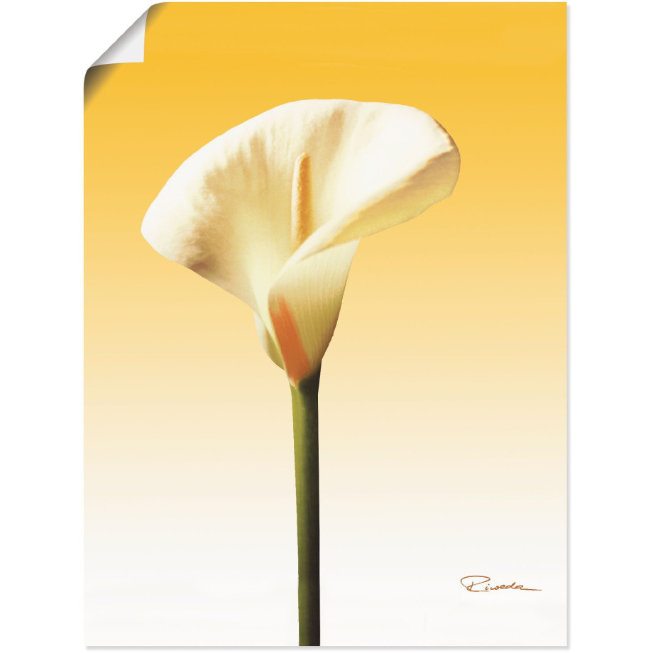 Artland Artprint Zonneschijn calla II als artprint op linnen, poster in verschillende formaten maten afbeelding 1