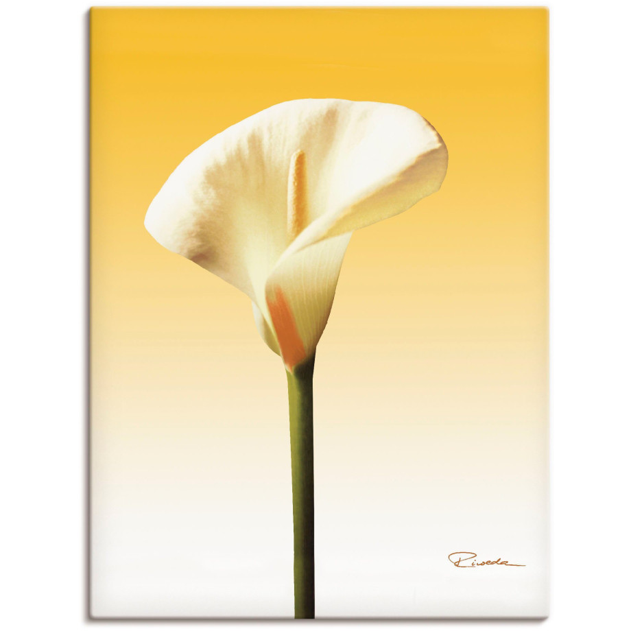 Artland Artprint Zonneschijn calla II als artprint op linnen, poster in verschillende formaten maten afbeelding 1