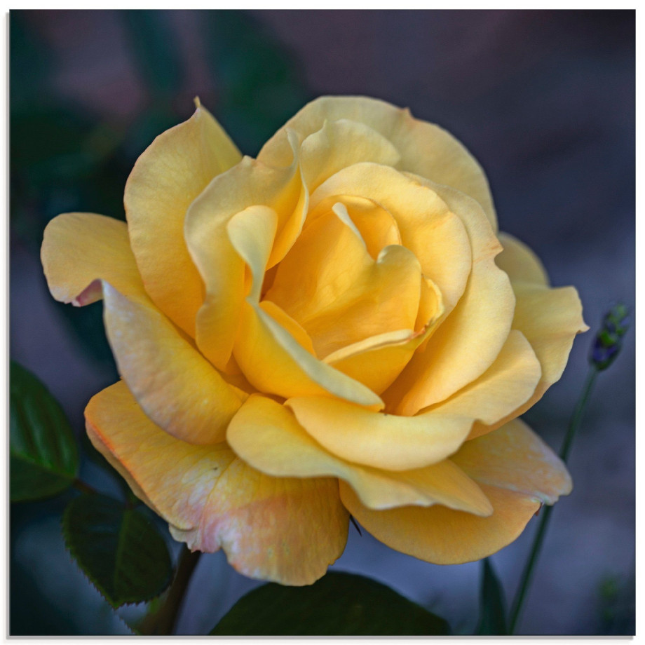 Artland Print op glas Gele roos in verschillende maten afbeelding 1