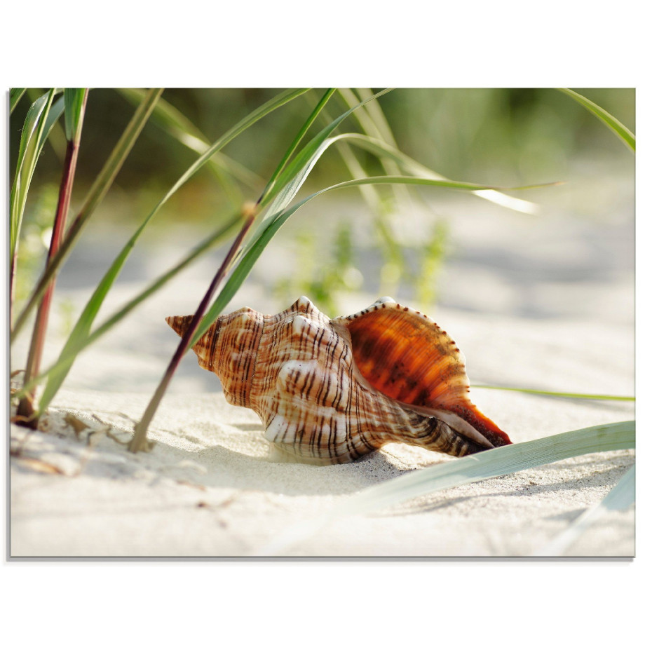 Artland Print op glas Grote schelp op het strand afbeelding 1