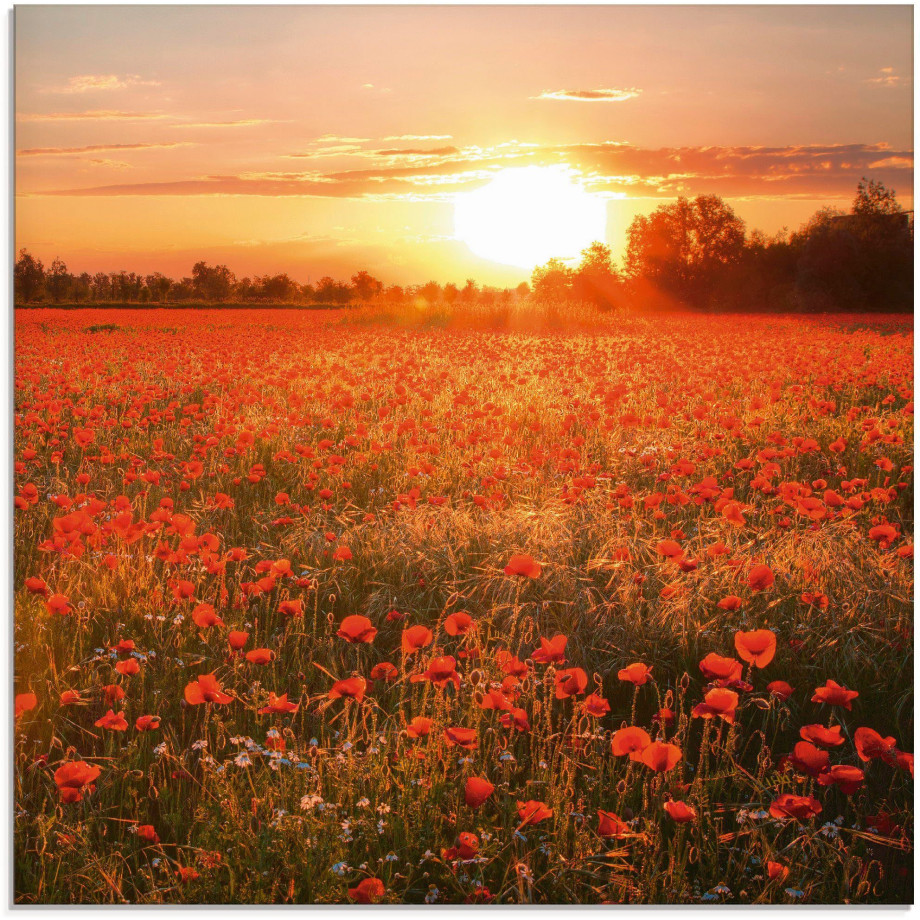 Artland Print op glas Klaprozenveld bij zonsondergang afbeelding 1