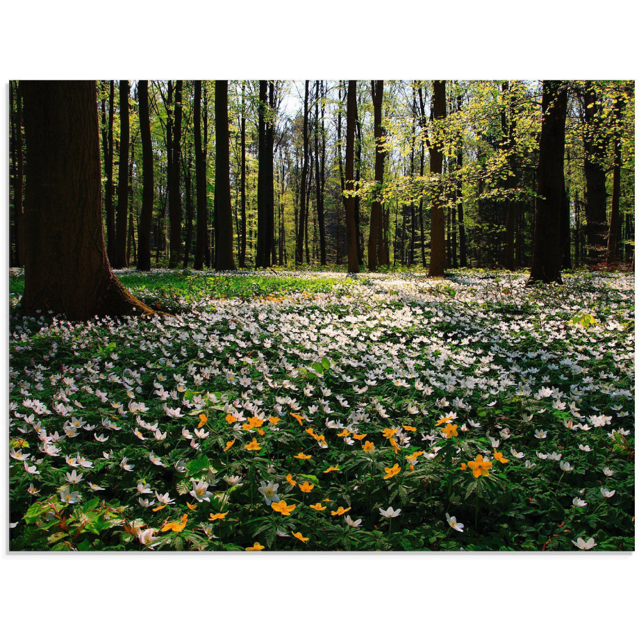 Artland Print op glas Lentebos bedekt met anemonen afbeelding 1