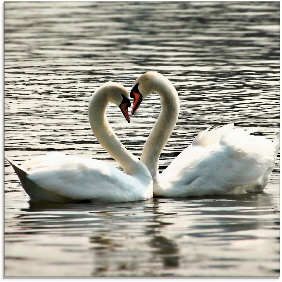 Artland Print op glas Liefdesspel van zwanen afbeelding 1