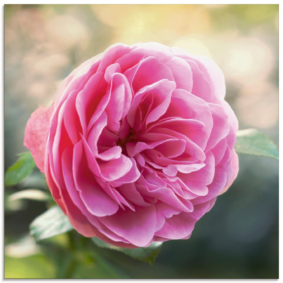 Artland Print op glas Roze roos in tegenlicht afbeelding 1
