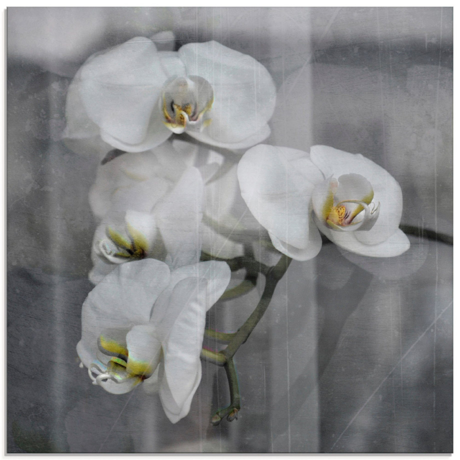 Artland Print op glas Witte orchideeën - white orchidee afbeelding 1