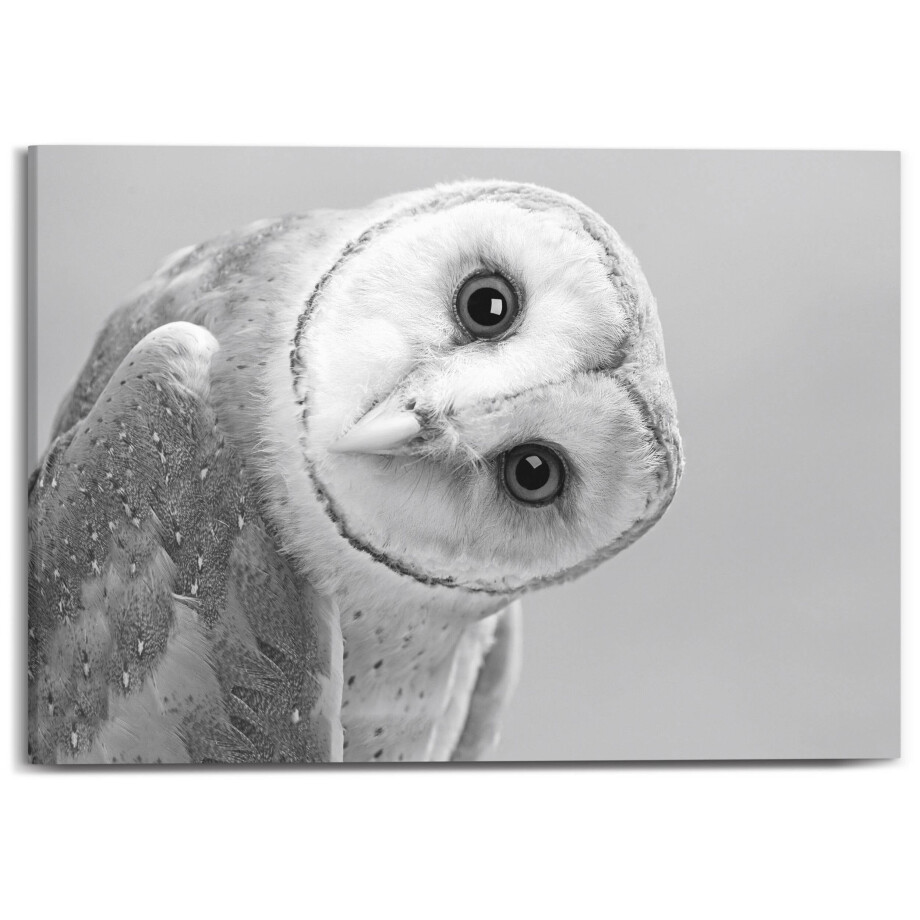Canvas Cute Barn Owl | Orangewallz afbeelding 1