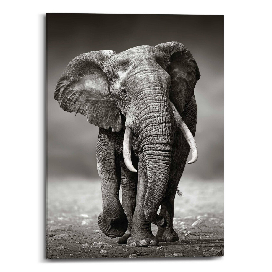 Canvas King of Wildlife | Orangewallz afbeelding 1