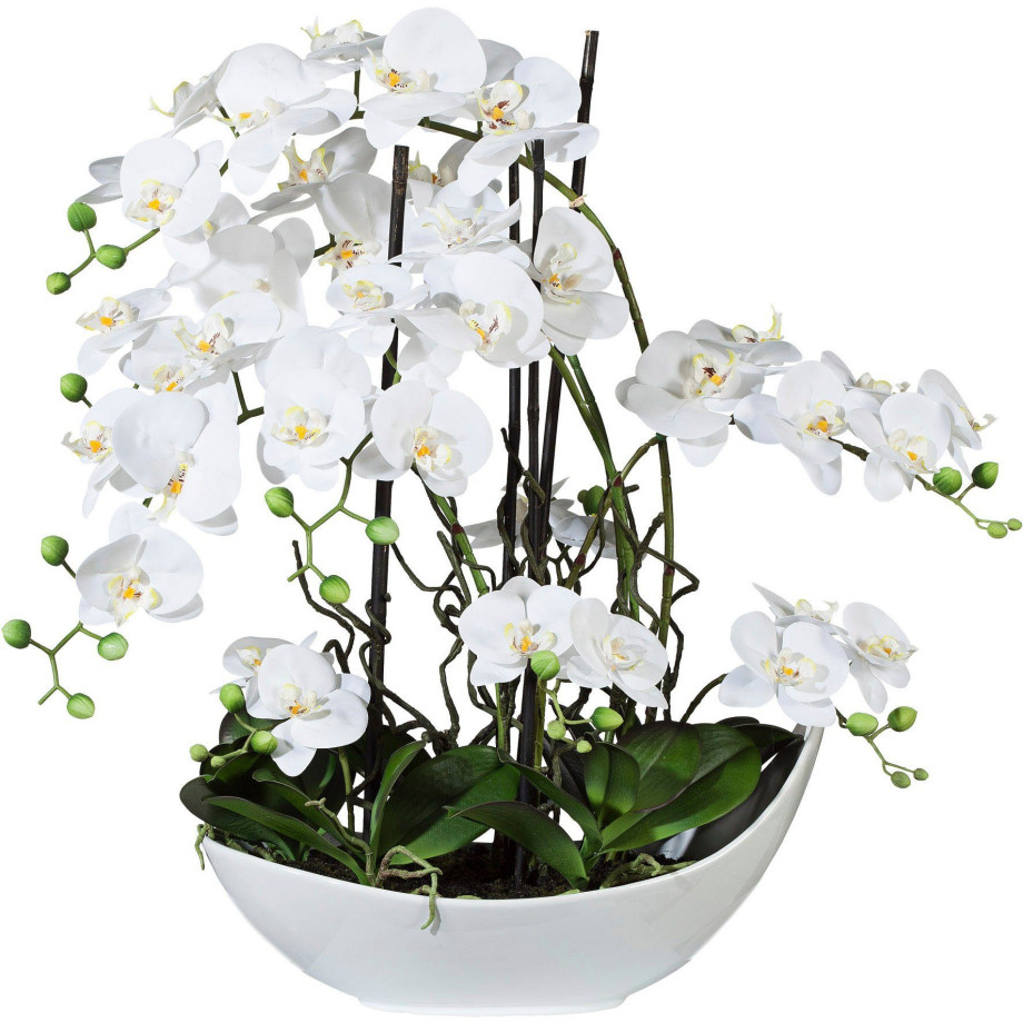 Creativ green Kunstorchidee Vlinderorchidee, 68 cm wit (1 stuk) afbeelding 1